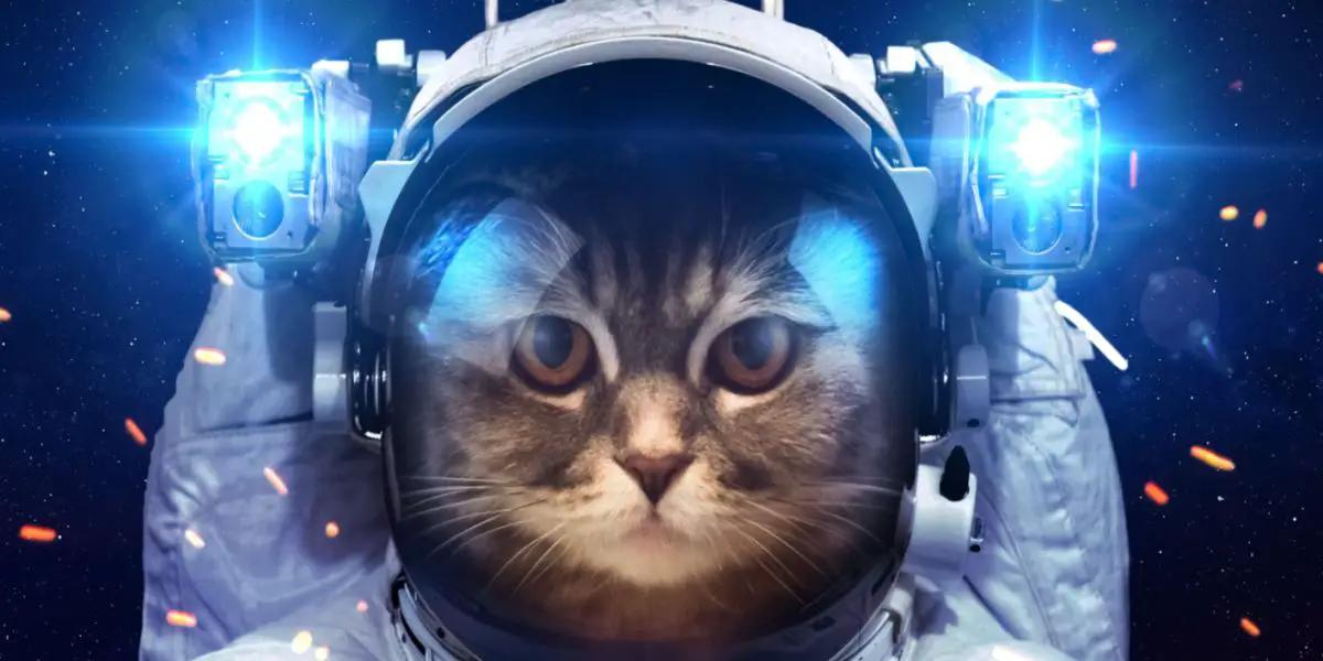 spaceship cat compressed