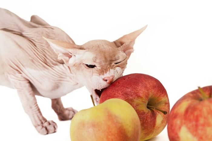 sphynx cat and apple