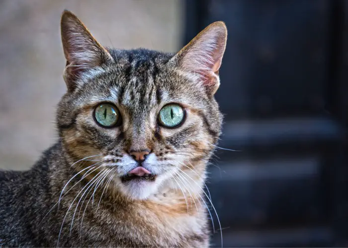tabby cat eye closeup compressed