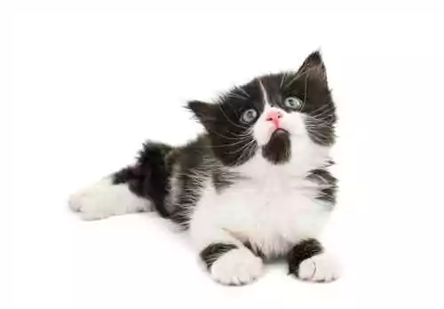 tuxedo kitten 1