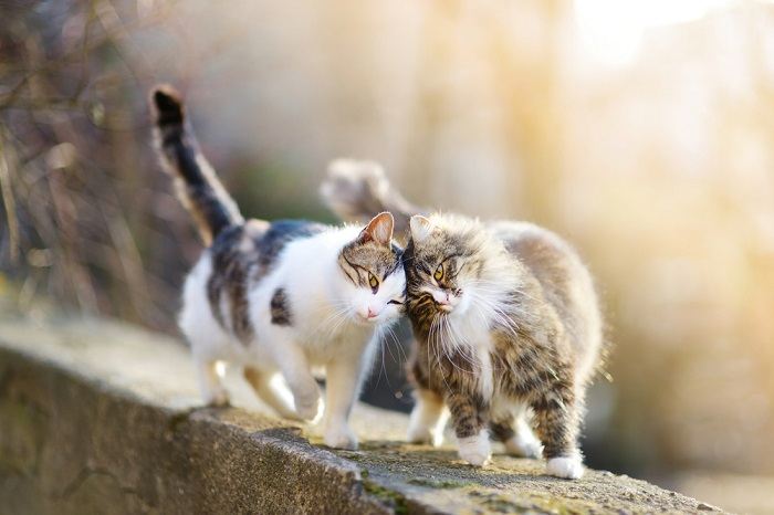 two cats walking compressed