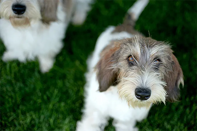 Petit Basset Griffon Vendeen Koeratõu Pilt