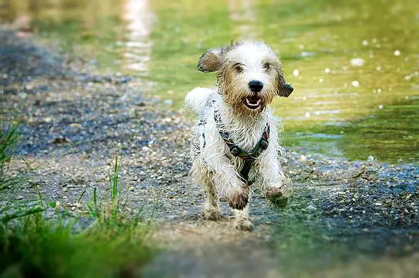 Petit Basset Griffon Vendeen Koeratõu Pilt