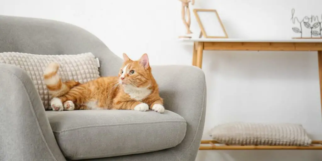 1704094541 cat in sofa compressed
