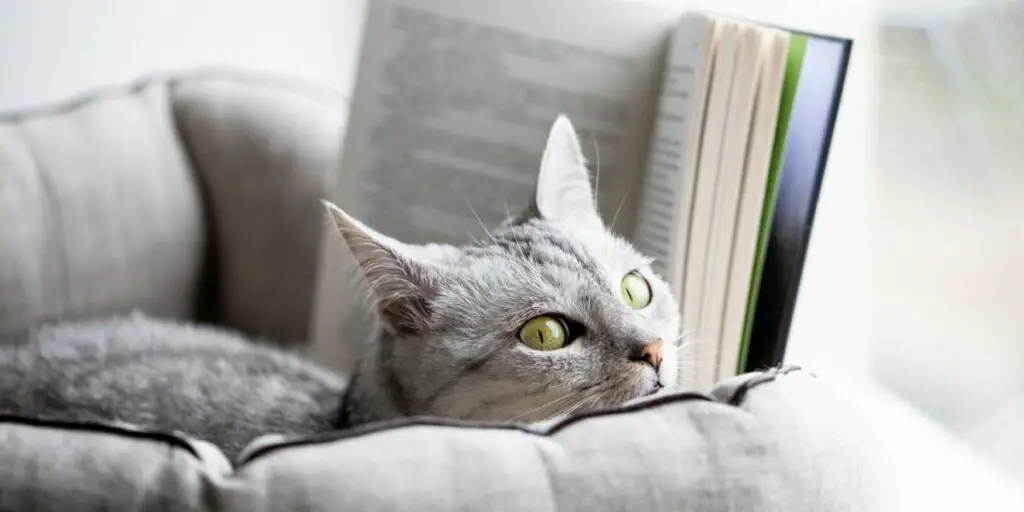 1704101971 Grey cat reads a book