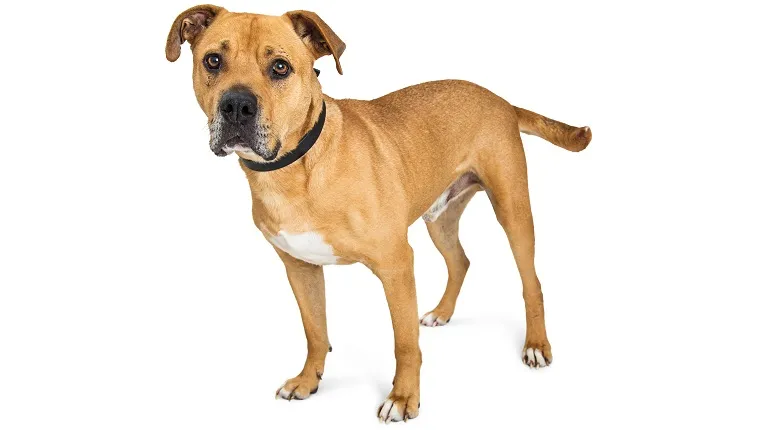 1704536041 bullboxer pit mixed dog breed pictures cover