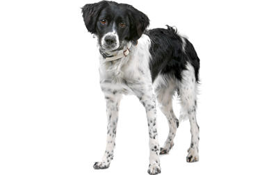 1704666331 file 23264 Stabyhoun dog breed