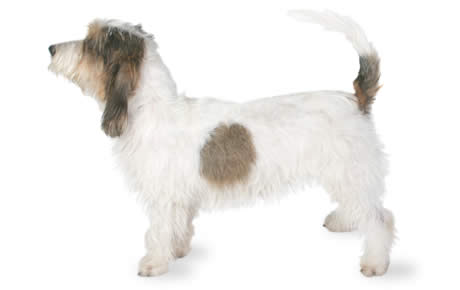 1704782025 file 23036 petit basset griffon vendeen