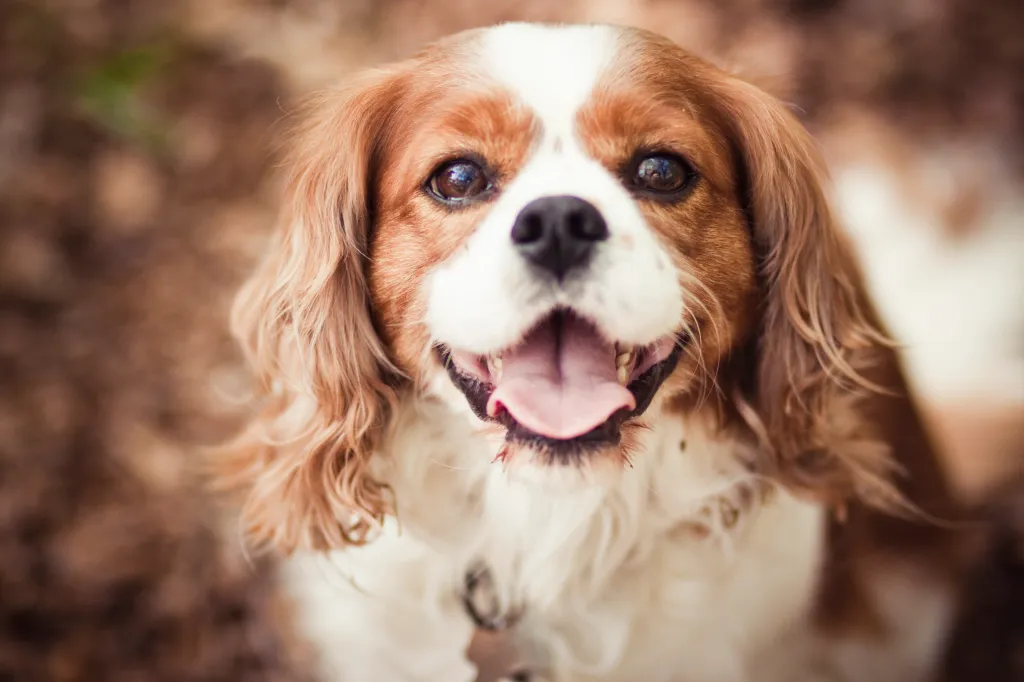 Cavalier King Charlesi spanjel