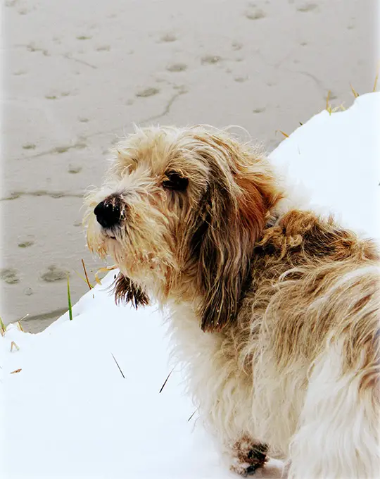 Petit Basset Griffon Vendeen Koeratõu Pilt