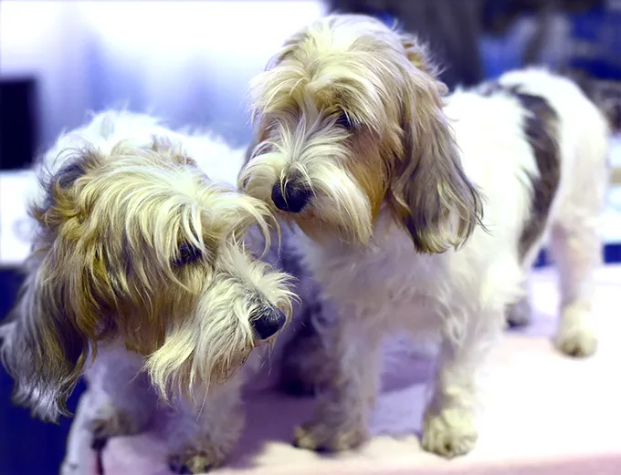 Petit Basset Griffon Vendeen Koeratõu Pilt