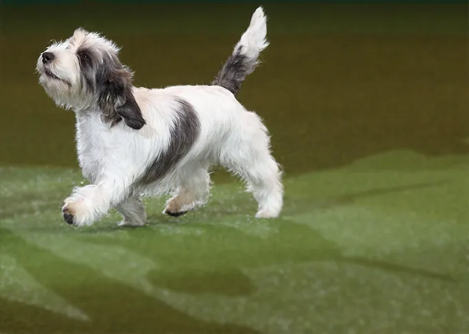 Petit Basset Griffon Vendeen Koeratõu Pilt