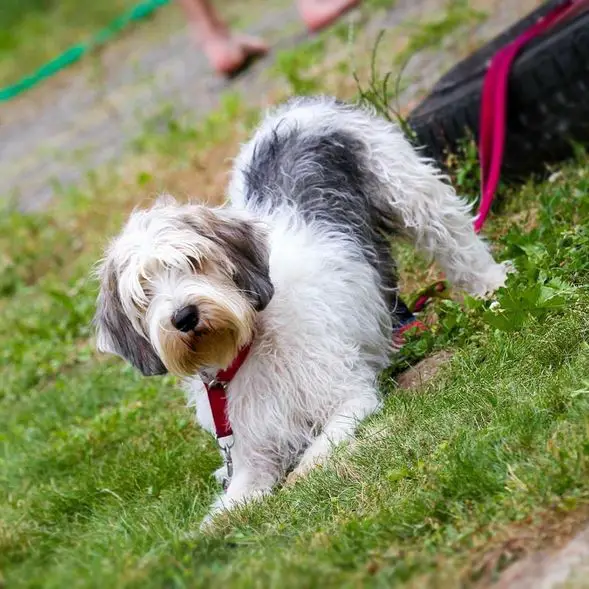 Petit Basset Griffon Vendeen Koeratõu Pilt