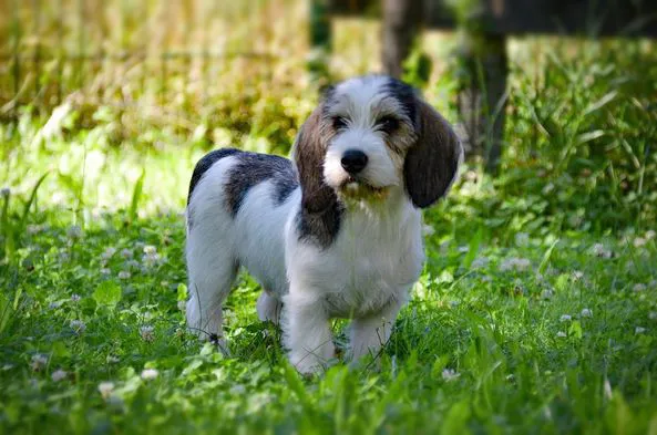 Petit Basset Griffon Vendeen Koeratõu Pilt