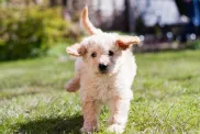 Labradoodle'i kutsikas mängib õues.