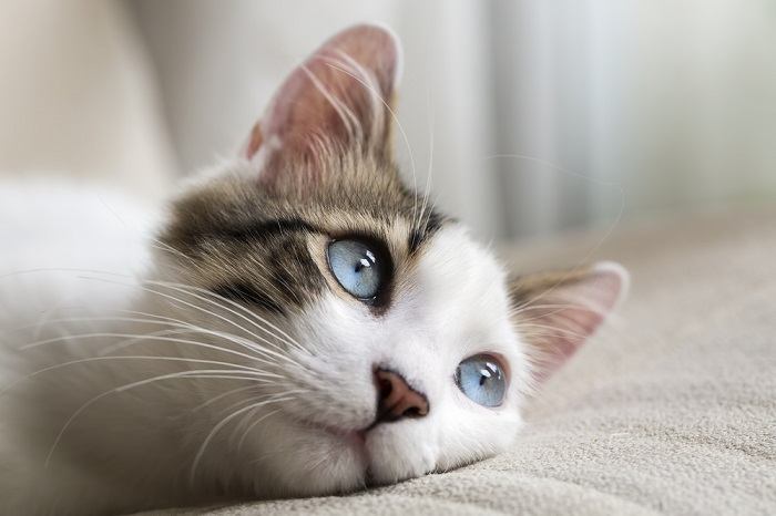 Blue eyed Cat compressed