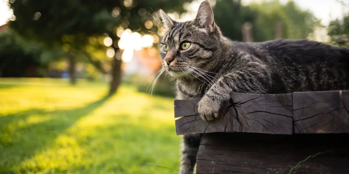 Parimad anime kasside nimed: armas tabby pruun Euroopa lühikarvaline kass, kes lamab õues puidust pingil
