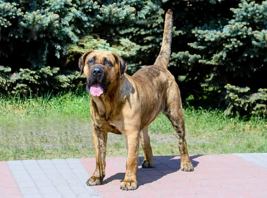 Perro de presa canario, Dogo Canario asub linnapargis.