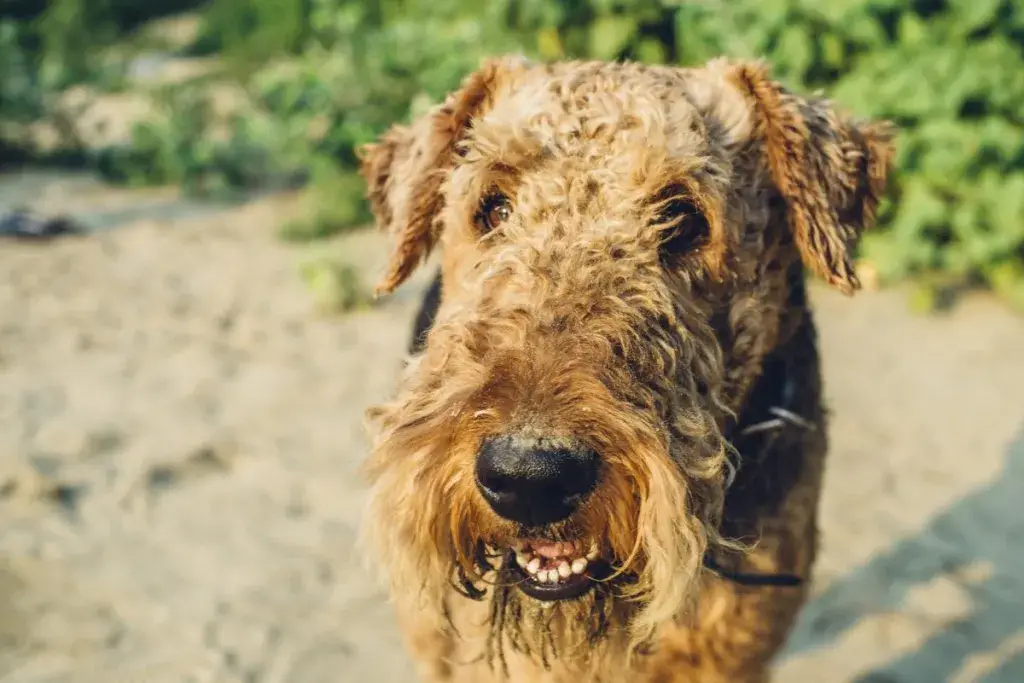 airedale terjer rannas