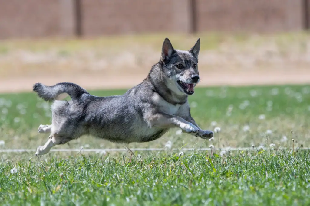 Rootsi Vallhund teeb landikursuse kiiret kassijooksu