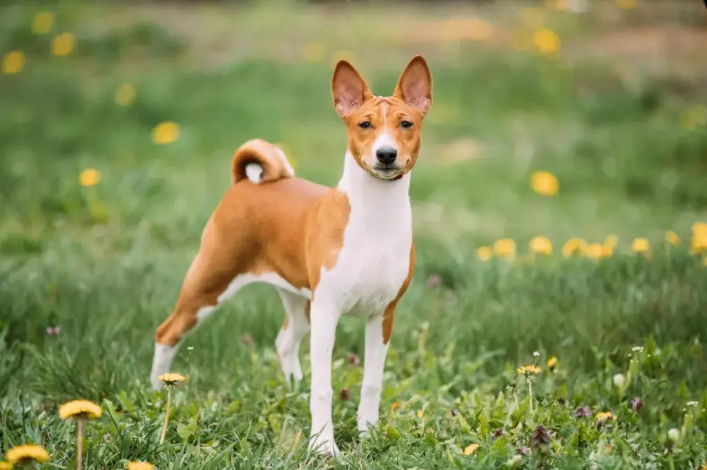 Basenji Kongo terjer koer