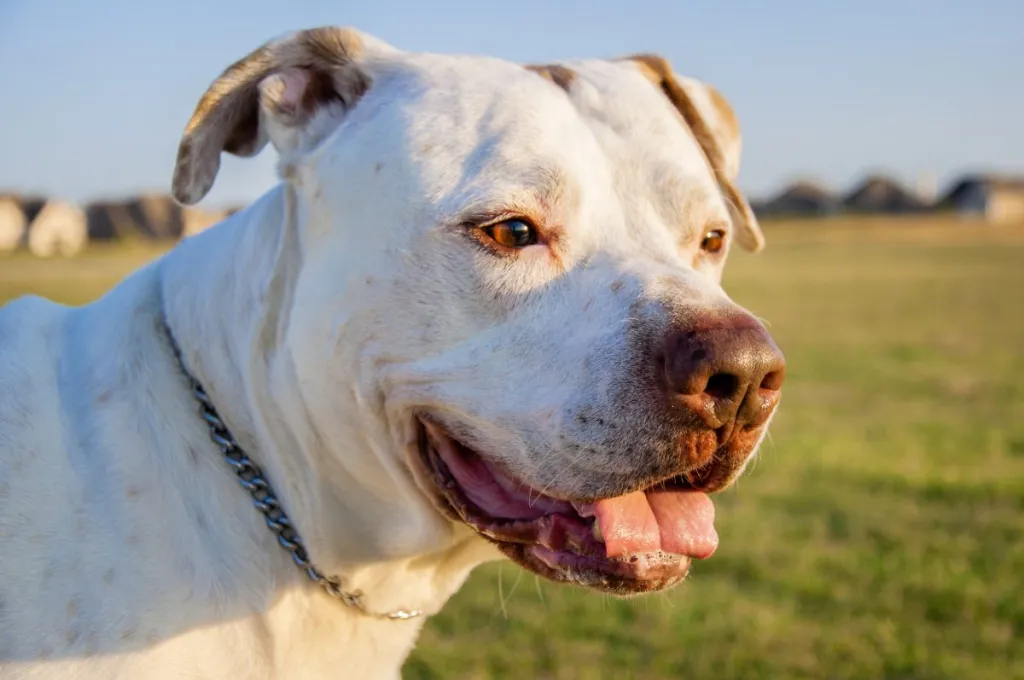 õnnelik dogo argentino