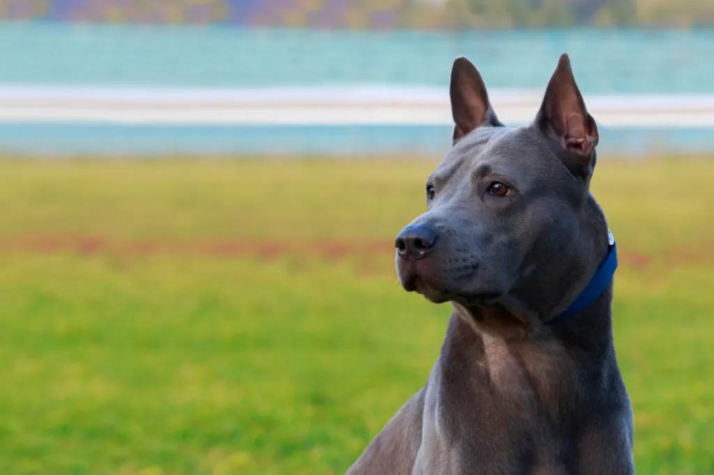 koeratõug Tai ridgeback