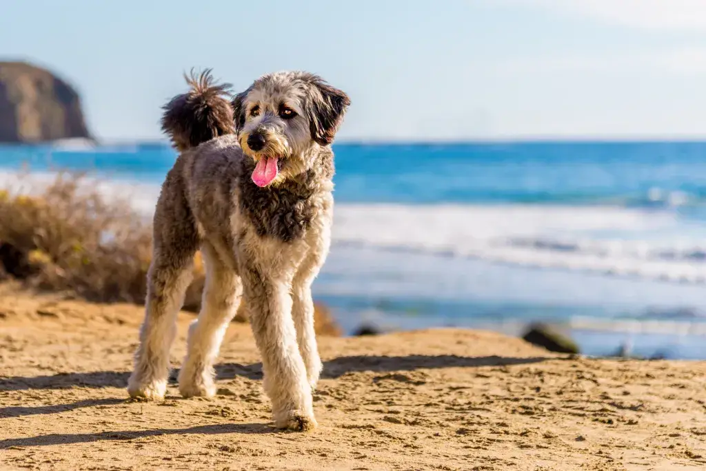 Aussiedoodle mängib rannas