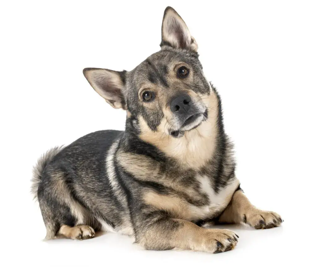 Rootsi Vallhund valge tausta ees