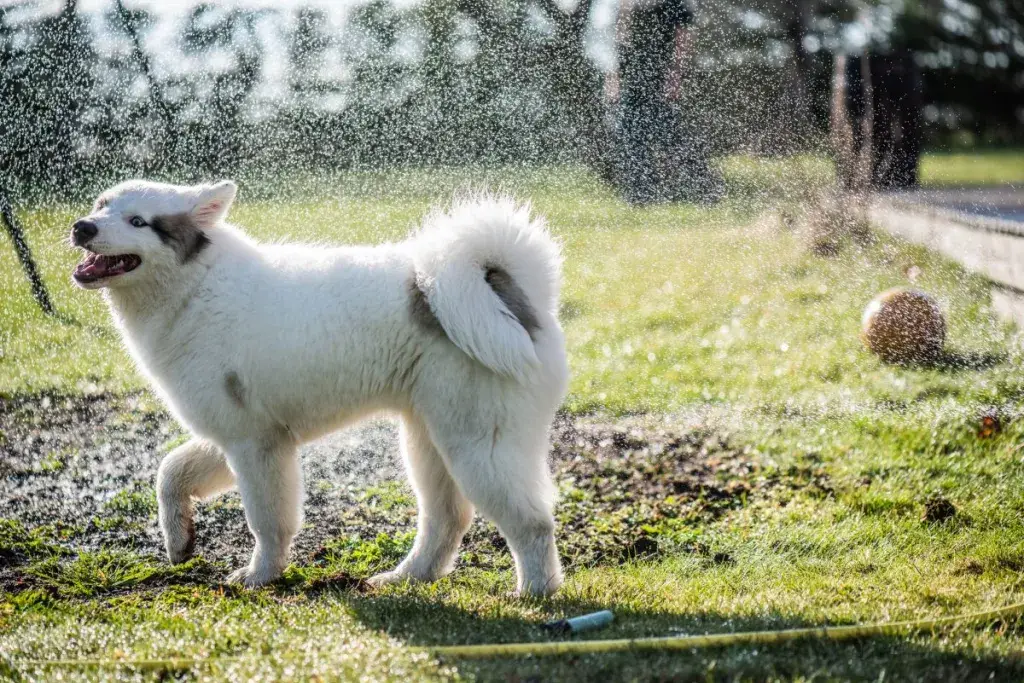 Jakuuti laika mängib veega