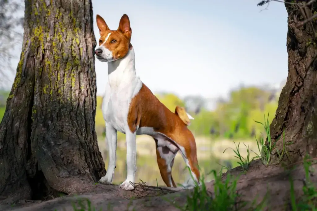 basenji seisab uhkelt metsas