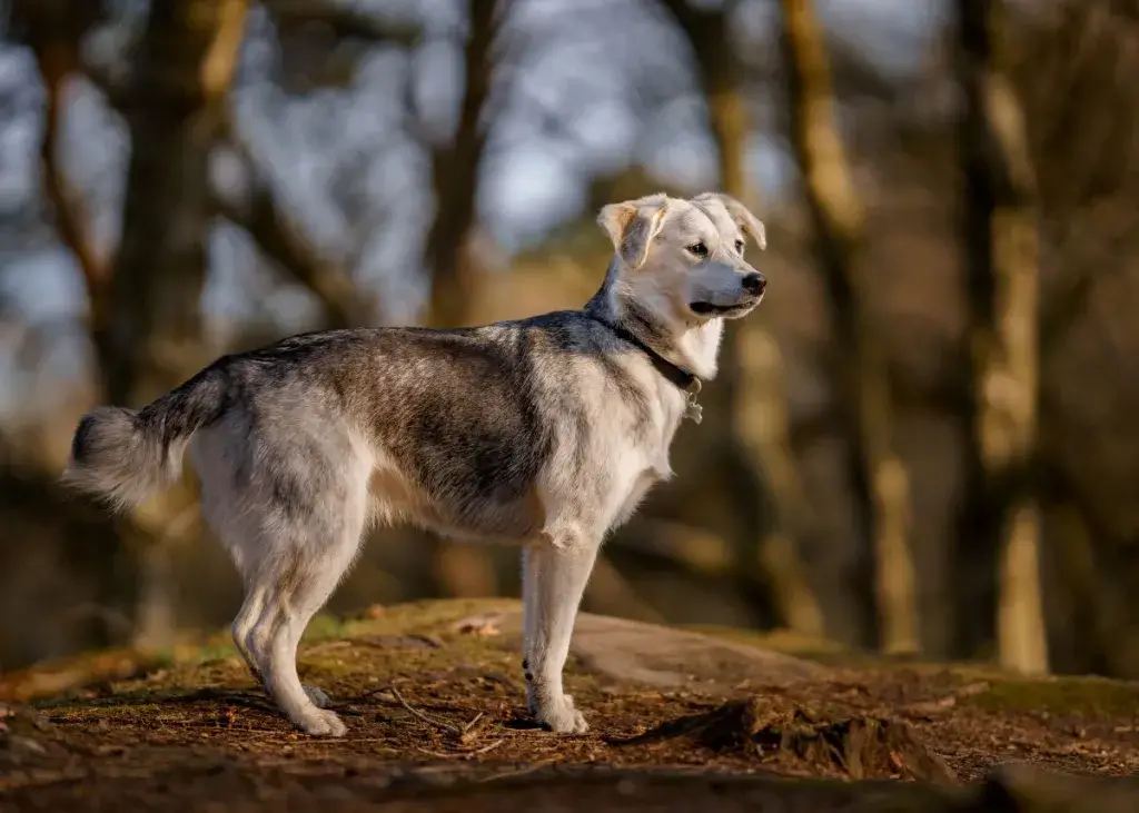 Kuldse retriiveri husky segu