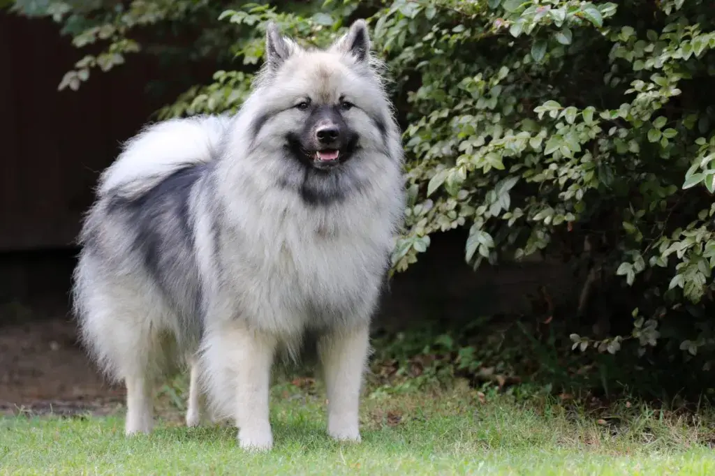 täiskasvanud Keeshond seisab