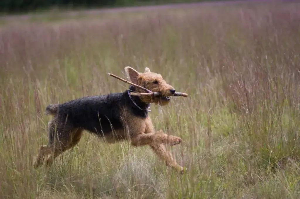 Airedale terjer jookseb põllul