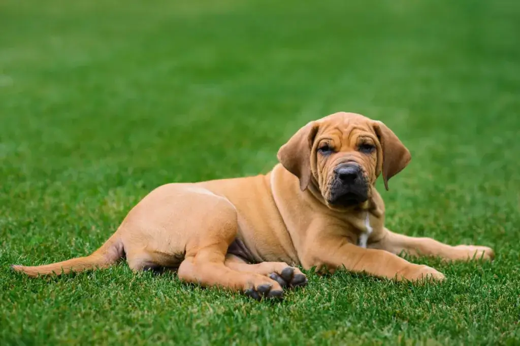 Armas Fila Brasileiro kutsikaportree