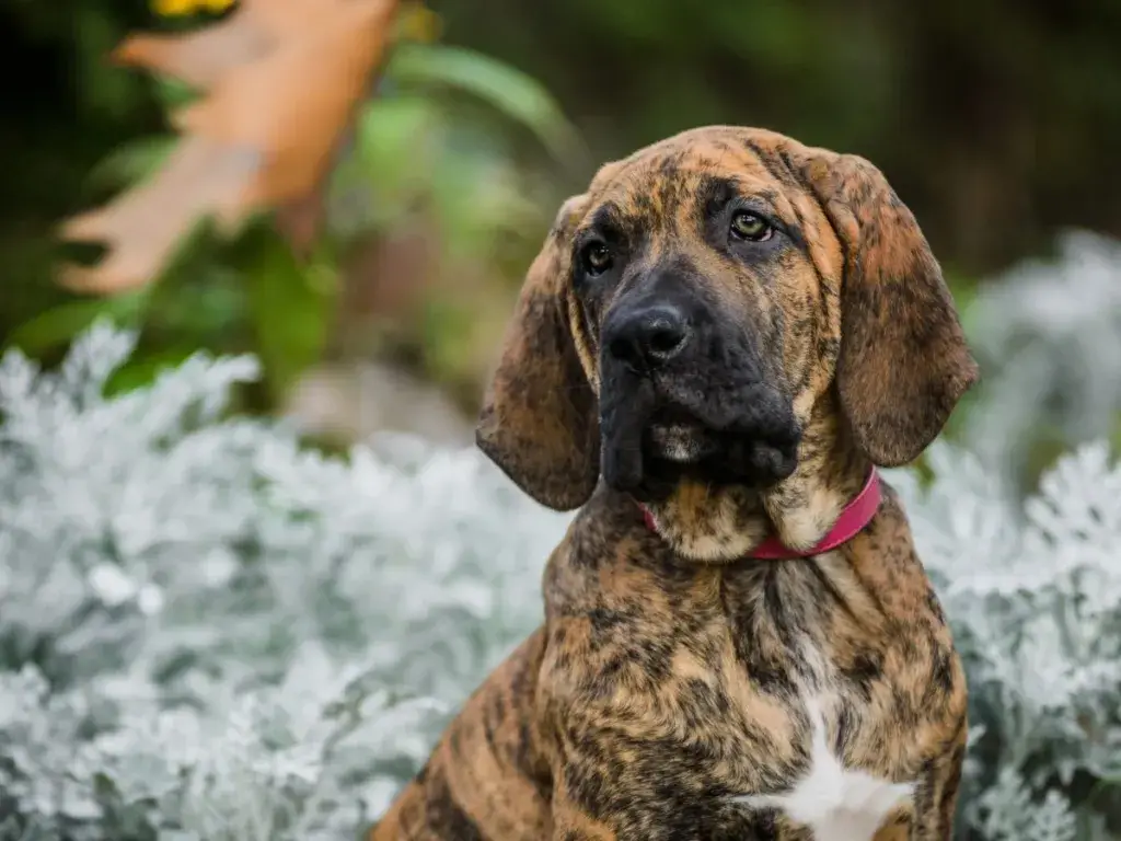 Fila Brasileiro brindle kutsikas