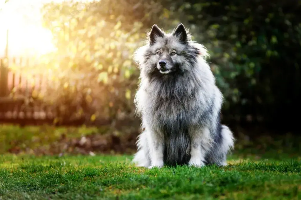 Keeshond istub päikese käes