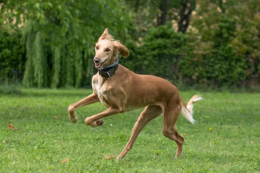 Mängib saluki