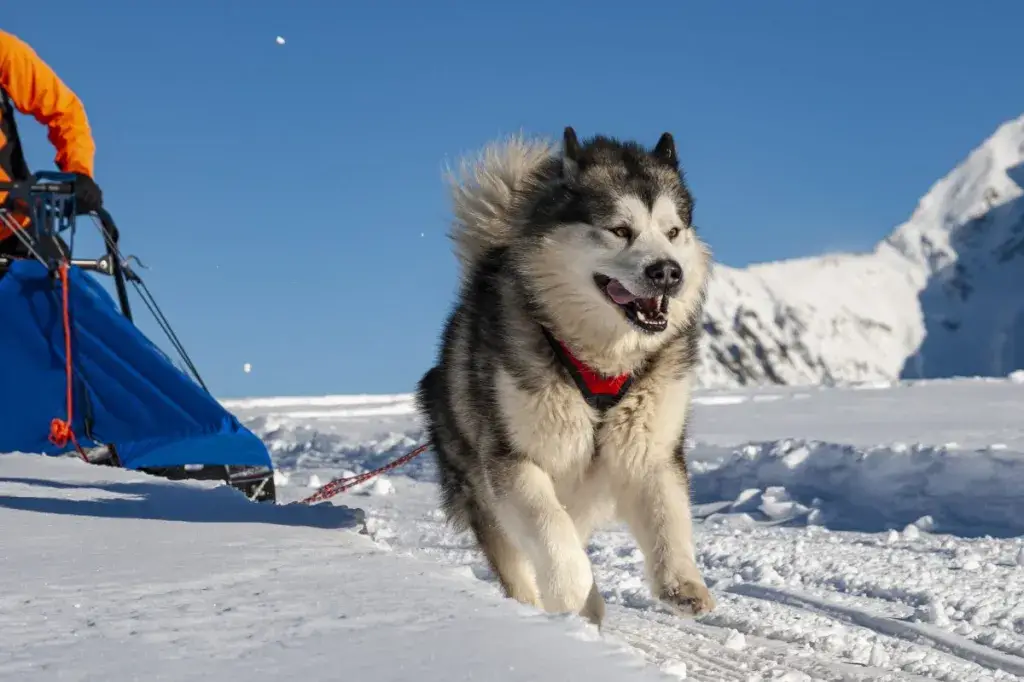 alaska malamuut vedab kelku