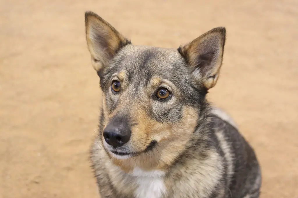 Lähivõte Rootsi Vallhundi koerast.