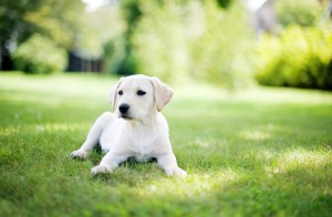 Labradori retriiveri kutsikas