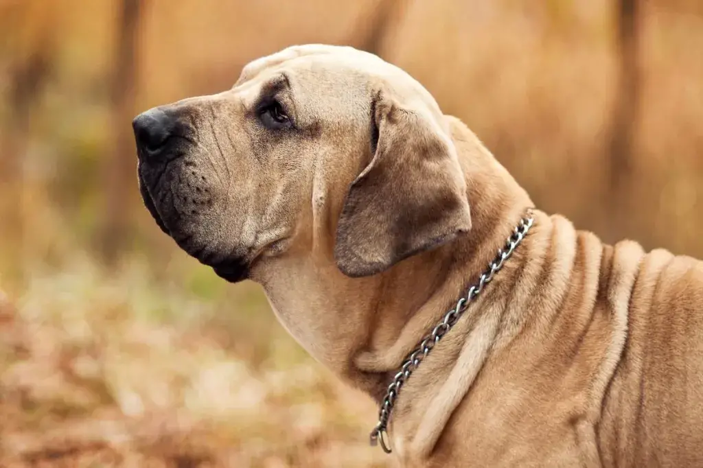 Fila Brasileiro koeraportree, sügisstseen