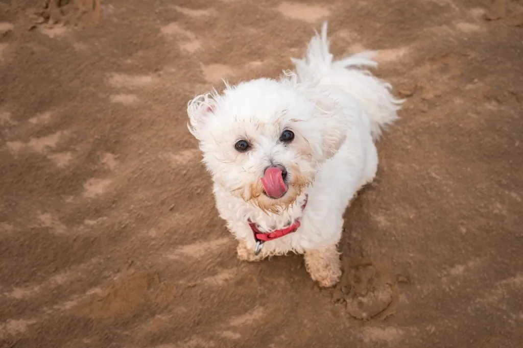 Kõrge nurgaga kaader kohevast valgest Shih-Poo koerast, kes istub rannas ja vaatab kaamerasse, samal ajal oma nina lakkudes.