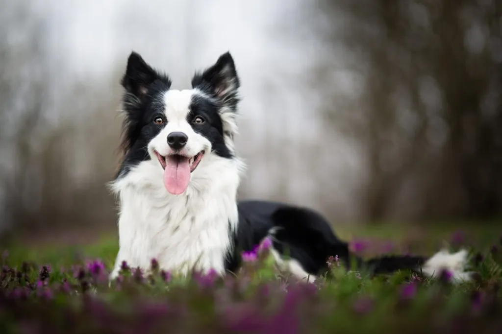 õnnelik bordercollie