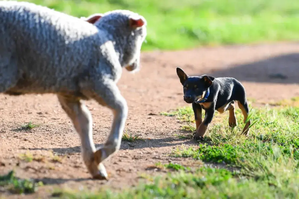 kelpie kutsikas, kes õpib lambaid kokku tõmbama