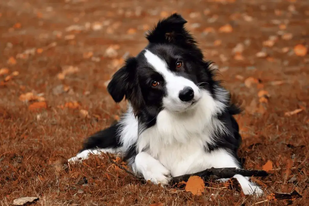 uudishimulik bordercollie