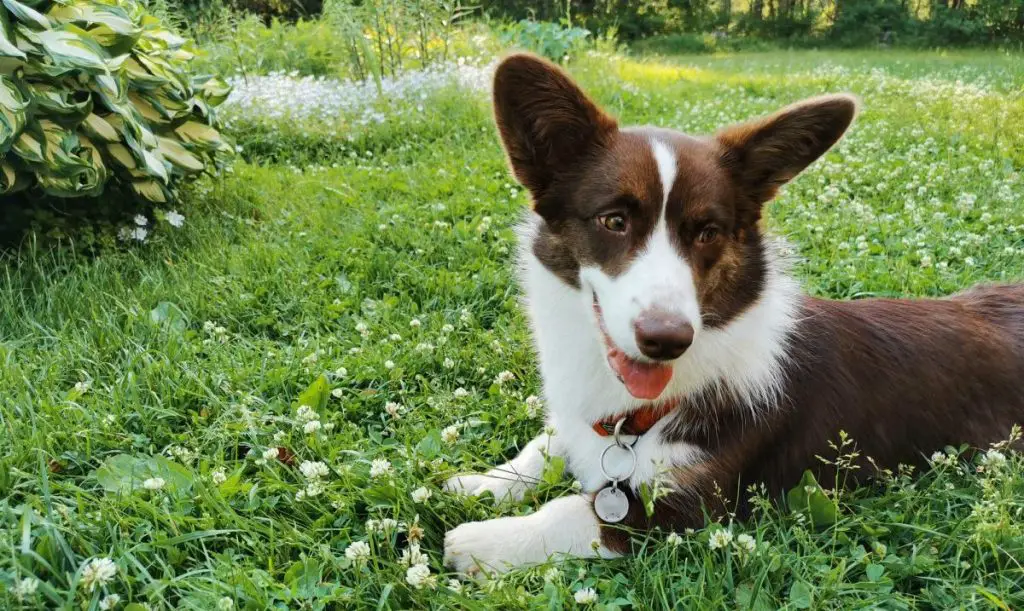 pruun ja valge Welsh corgi kardigan