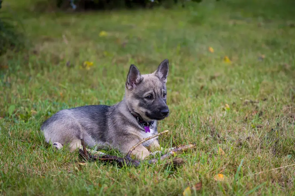 Rootsi vallhundi kutsikas pulgaga rohus lamamas