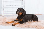 Dobermanni pinšeri kutsikas valges toas karvasel virsikuvaibal