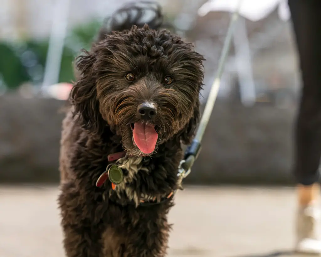 Lähivõte noorest Aussiedoodle'ist, keel väljas 